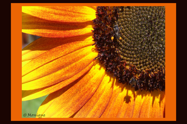 Sunflower-01.jpg