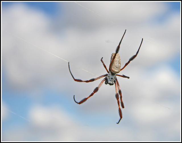 Spider-in-the-Sky-1.jpg