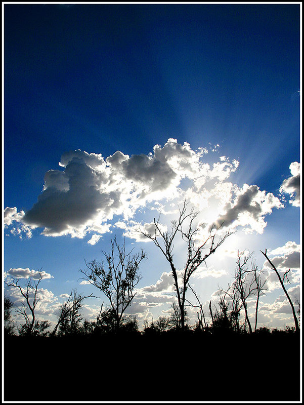 Backlit-Trees-2296.jpg