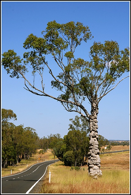 Unusual-Tree-2316.jpg