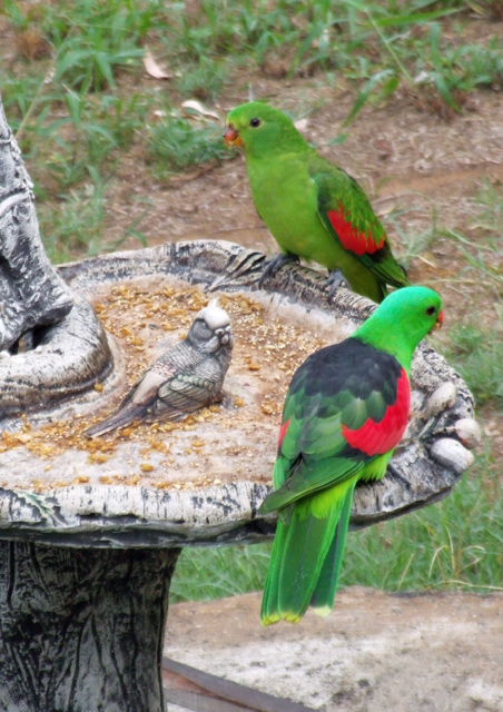 Parrot.jpg