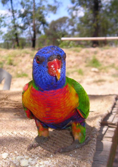 Rainbow-loriket.jpg