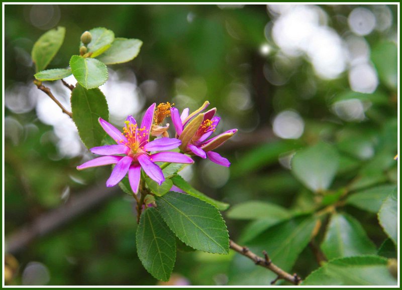 Bokeh-6146.jpg