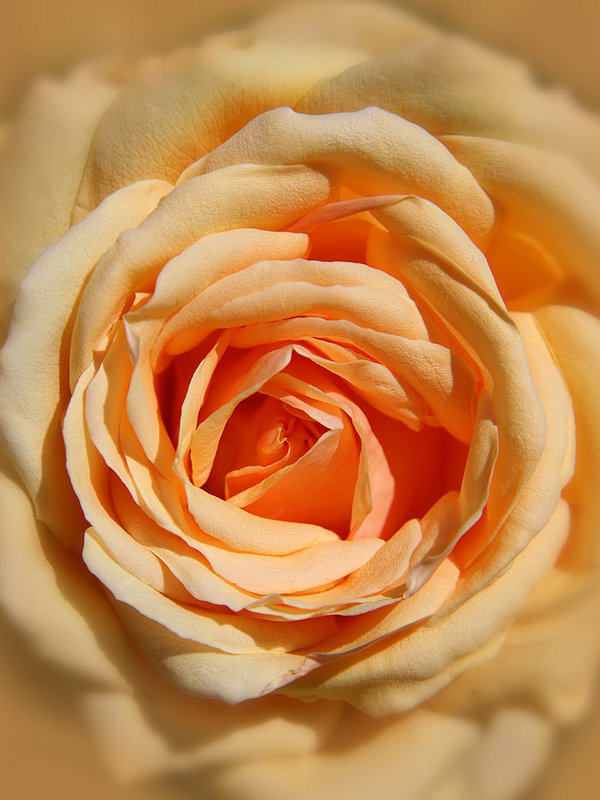 Apricot-Rose-6755.jpg