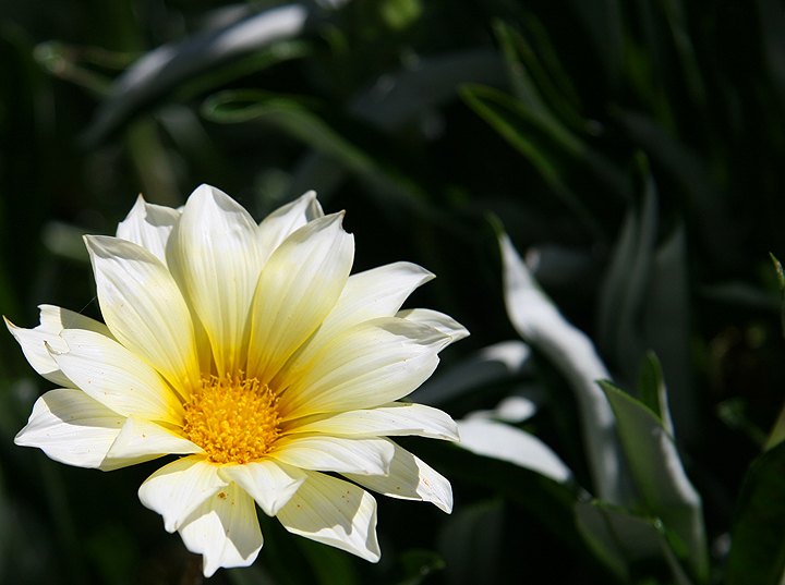 Daisy 6727.jpg