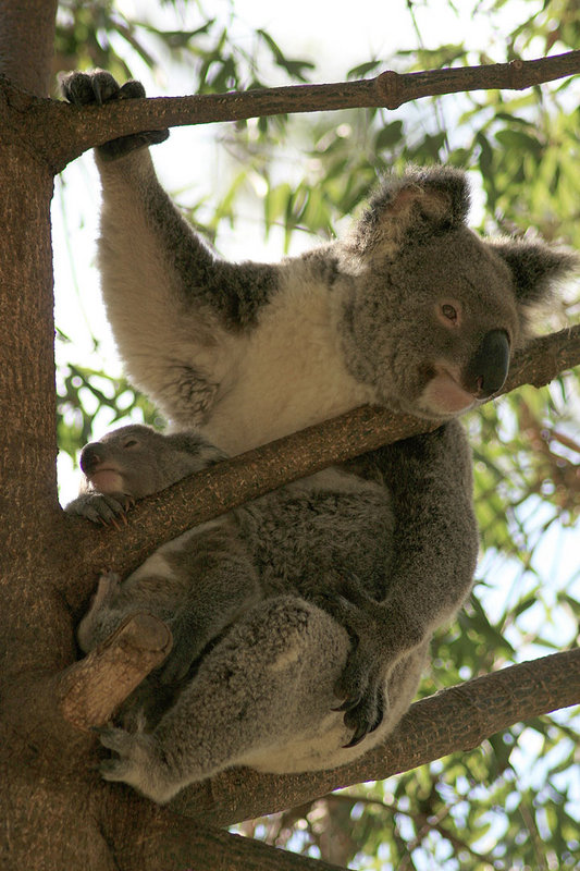 Koala-and-baby-7296a.jpg