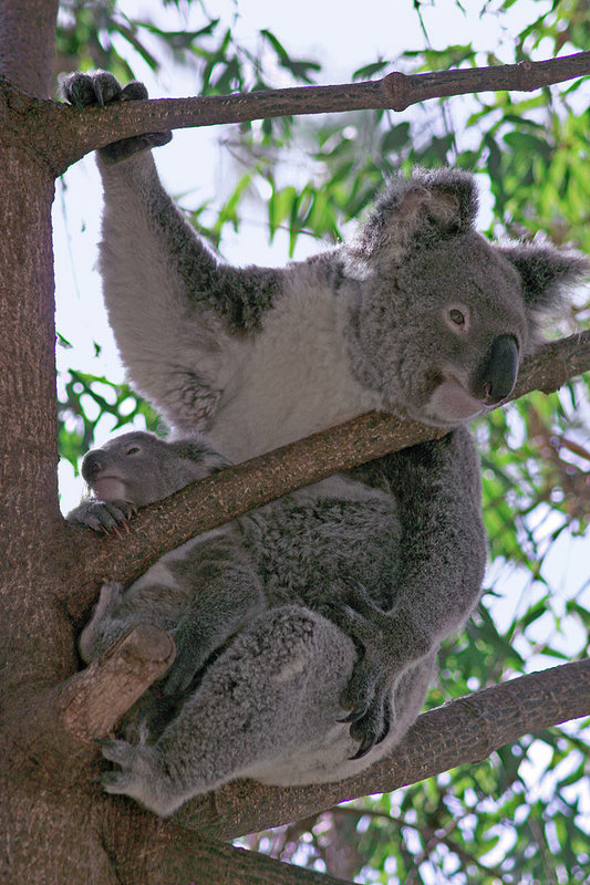 My-Koala-7296.jpg