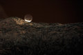 Moonset in NIR