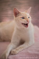 Diva Smiling