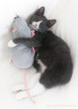 Buttercup and her ROUS