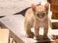 Little Tiger