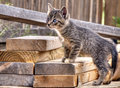 One of Two Tabbies