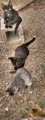 D8: Pretty Kitties All in a Row