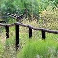 Day 18: Meep Meep!