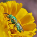 Day 19: Little Green Bee