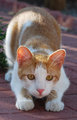 D26: Pre-Pounce