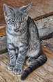 D31: "Stray Cat Blues"