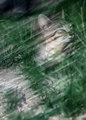 SD1: Green Green Grass of Home