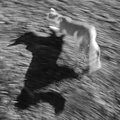 SD7: Me and My Shadow