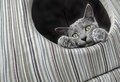 Day 16: I love my kitty kube :-)