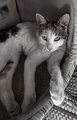 Day 30: Time spent with cats is never wasted