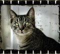 Mr. Tiggs
