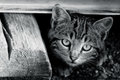 Illustrated Word: Stray Cat