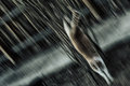 Illustrated Word: Ride Like the Wind