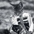 Well Versed Creepy Cats: I'm Happy Just to Dance With You