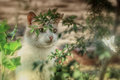 Cat Fairy