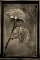 Musical Weeds