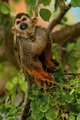 Squirrel Monkey