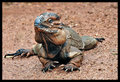 Scaly