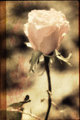 Solitaire