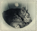 Cuddle Brothers