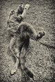 roll, roll, roll in the dirt