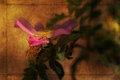desert rose