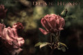 Dear Heart