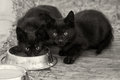 Shy Cats