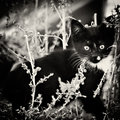 Kitten