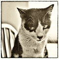 Tycho