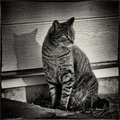 Mr. Tiggs