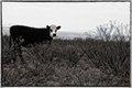 Moo