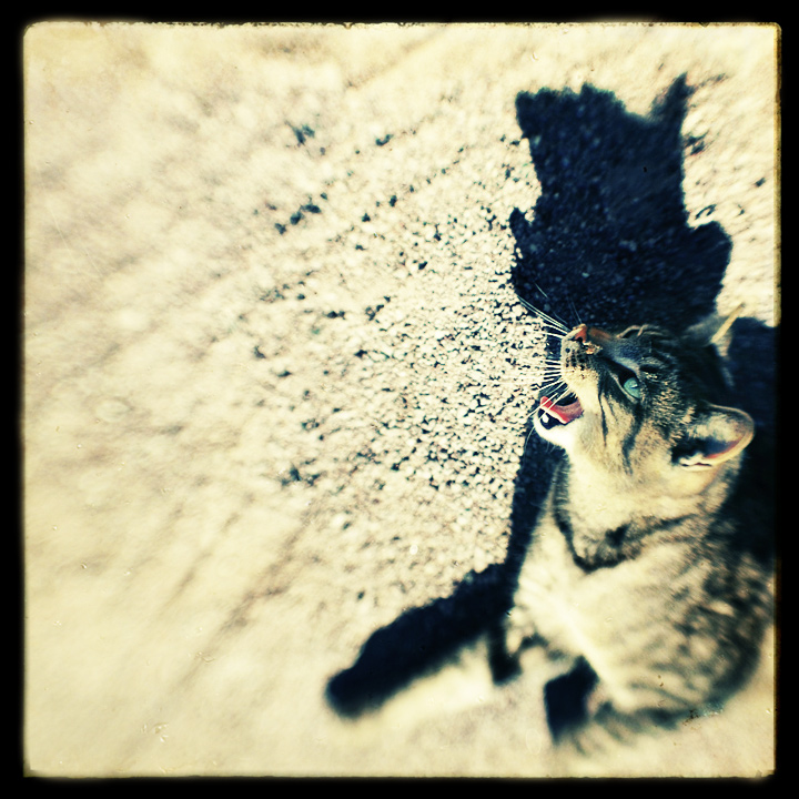roar