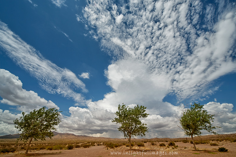 Trees and Clouds