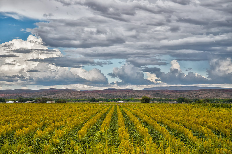 Crops