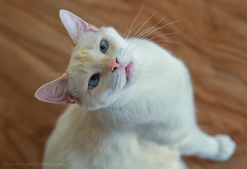 Cross-Eyed