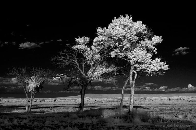 Trees at the Bosque