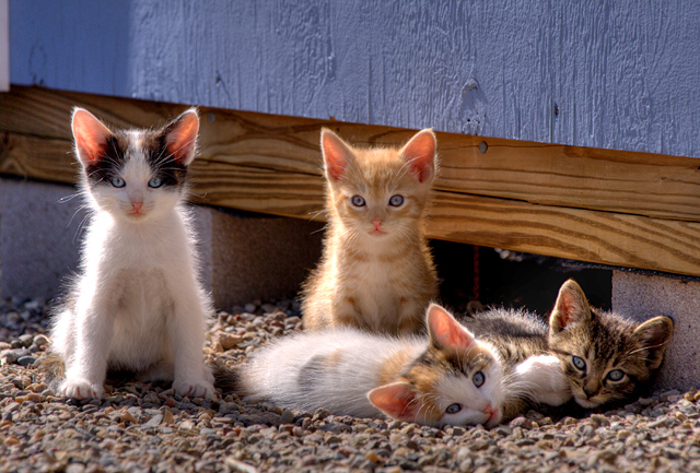 Four of Seven