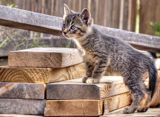 One of Two Tabbies